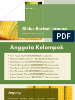 Tugas Agrosains - Kel 2 - Siklus Bertani Jagung