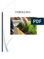 Cebollina Ecología