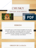 CHUSKY Presentacion