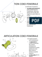 Arthrologie Du Membre Inferieur