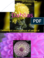 DP - Dahlias