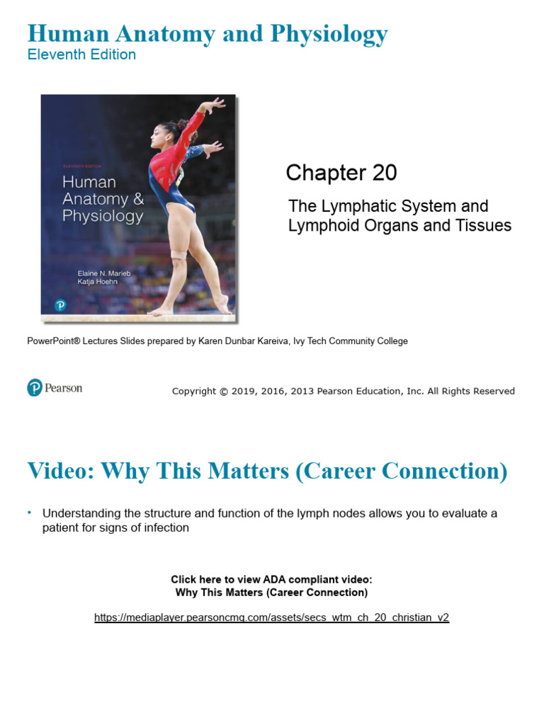 Ch 20 Lymphatic System Download Free Pdf Lymphatic System Lymph Node