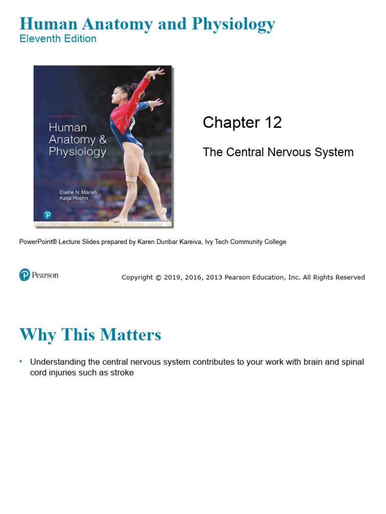 CH 12 The Brain and Spinal Cord | PDF | Cerebral Cortex | Central ...