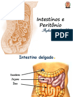 Intestinos e Peritônio