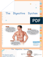 Digestive-System - Edited2022
