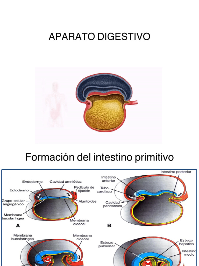 Ap Digestivo Vp Pdf Intestino Grueso Tracto Gastrointestinal