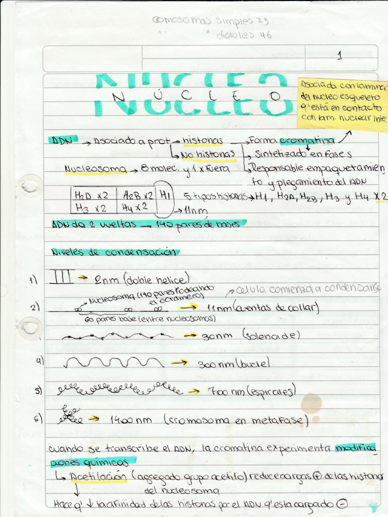 Nucleo | PDF