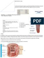 Sistema Digestivo