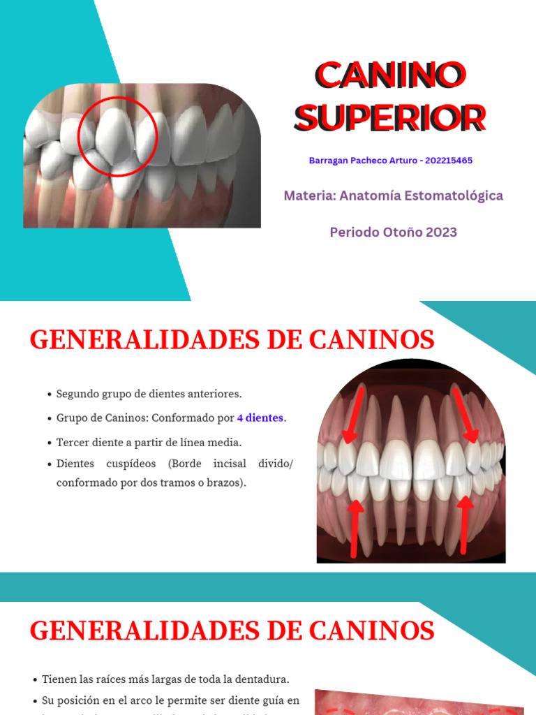Anatomía del Canino Superior | PDF | Ramas de Odontología