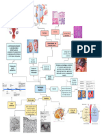 Patología Ovárica