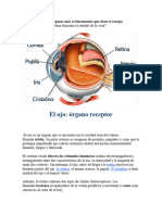 El Ojo Es Uno de Los Órganos Más Evolucionados Que Tiene El Cuerpo Humano