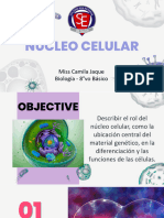 Clase N°4 - Núcleo Celular