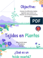 Tejidos Vegetales