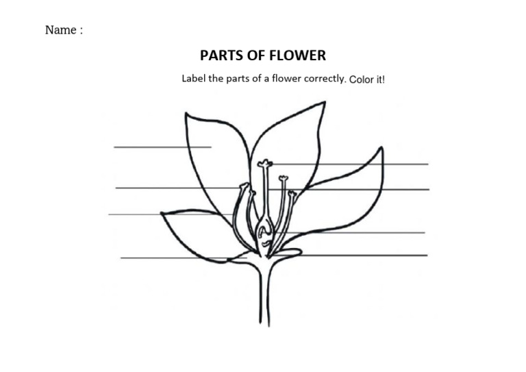 Worksheet Parts of Flower | PDF