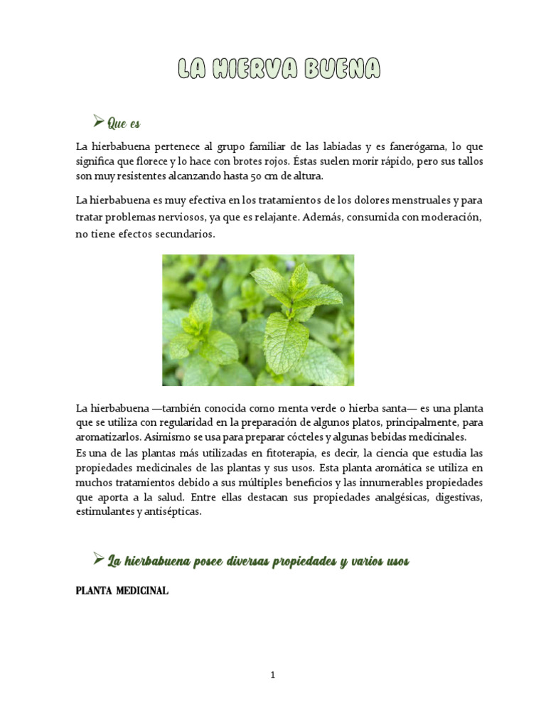 La Hierva Buena | PDF | Té | Albahaca
