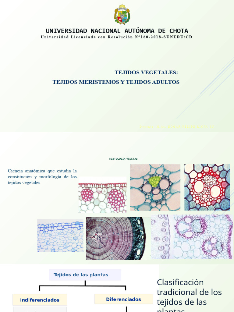 Tejidos Meristemáticos y Adultos Vegetales | PDF | Tallo de la planta ...