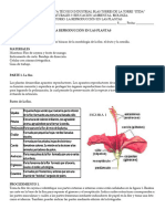 1P Lab Reproducción en Las Plantas