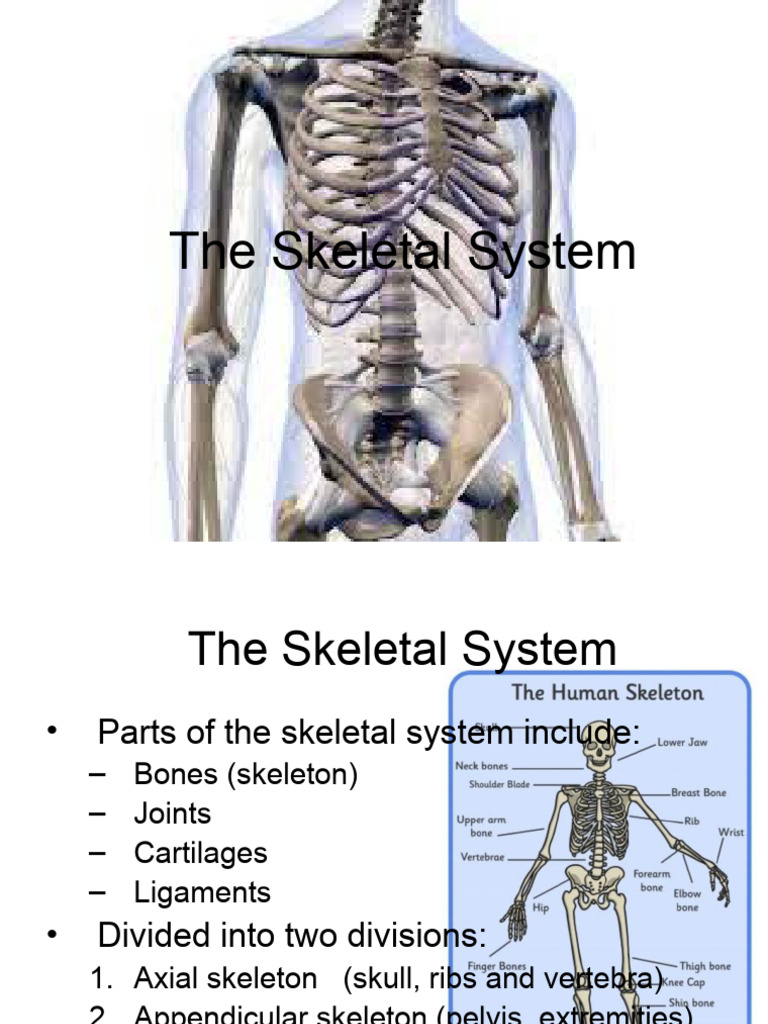 Q1 W3 D1 Skeletal System | PDF | Bone | Skeleton
