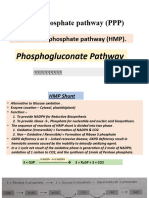 Pentose Phosphate Pathway 13