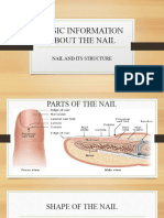 Basic Information About The Nail