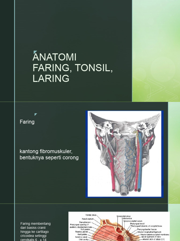 Anatomi Faring dan Laring Manusia | PDF | Kesehatan Holistik
