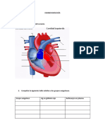Biología Tema 4 Sistema Circulatorio y Pulmonar