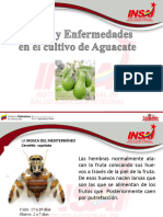 Presentacion Aguacate Nuevo Formato1-1