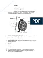 Anatomia - Układ Rozrodczy Meski