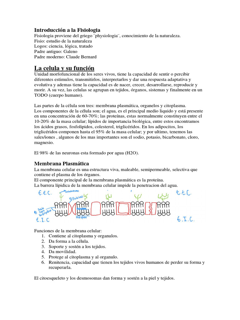 Fisiologia I | PDF | Sinapsis | Potencial de acción