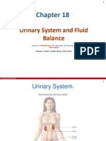 Chapter 18 Urinary System - B
