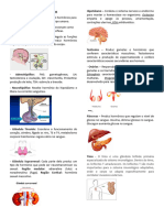 Mapa Mental Sistema Endócrino Texto