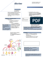 Sistema Endocrino