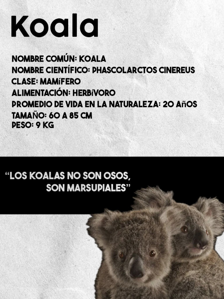 Koala | PDF
