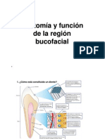 TAO Anatomia Bucodental