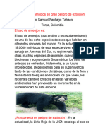 El Oso de Anteojos en Gran Peligro de Extinción