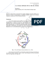 Práctica Efecto Citopático en Las Células Cervicales Por El Virus Del Papiloma Humano