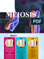 Meiosis. Ciclo Celular 08112023120736