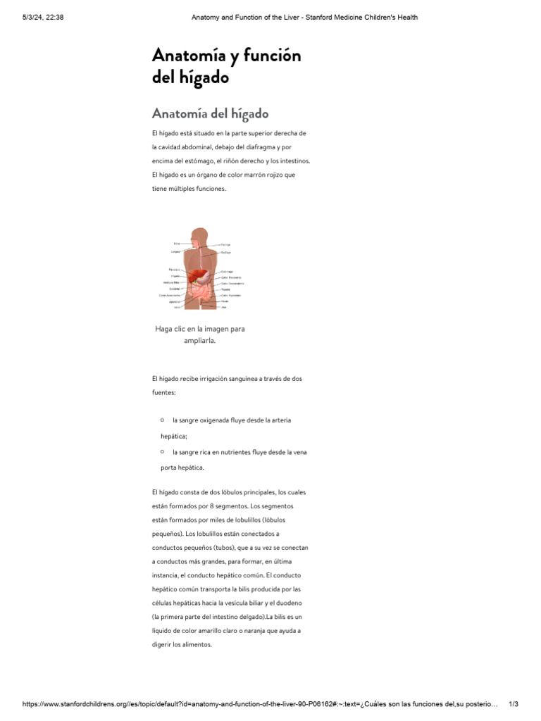 Anatomy and function of the liver stanford medicine children s health
