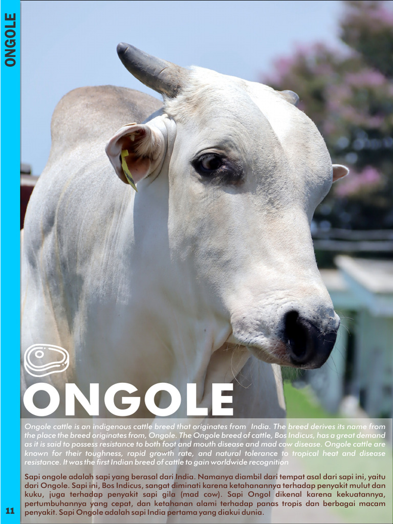 Katalog Sapi Ongole dan Simental 2024 | PDF