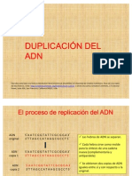 22-Duplicacion Del Adn