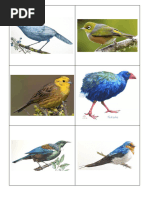 The New Zealand Bird Flashcards