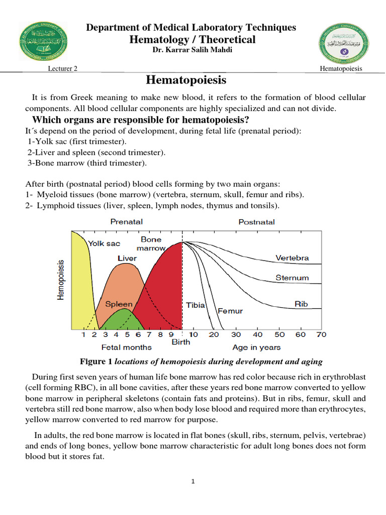 Hematopoiesis and RBC Formation Overview | PDF | Red Blood Cell ...