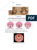 7 Les Cordes Vocales