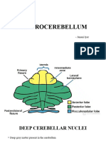 Cerebro Cerebellum