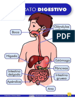 Imagen de Aparto Digestivo