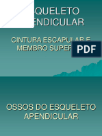 5 Ossos Do Esqueleto Apendicular