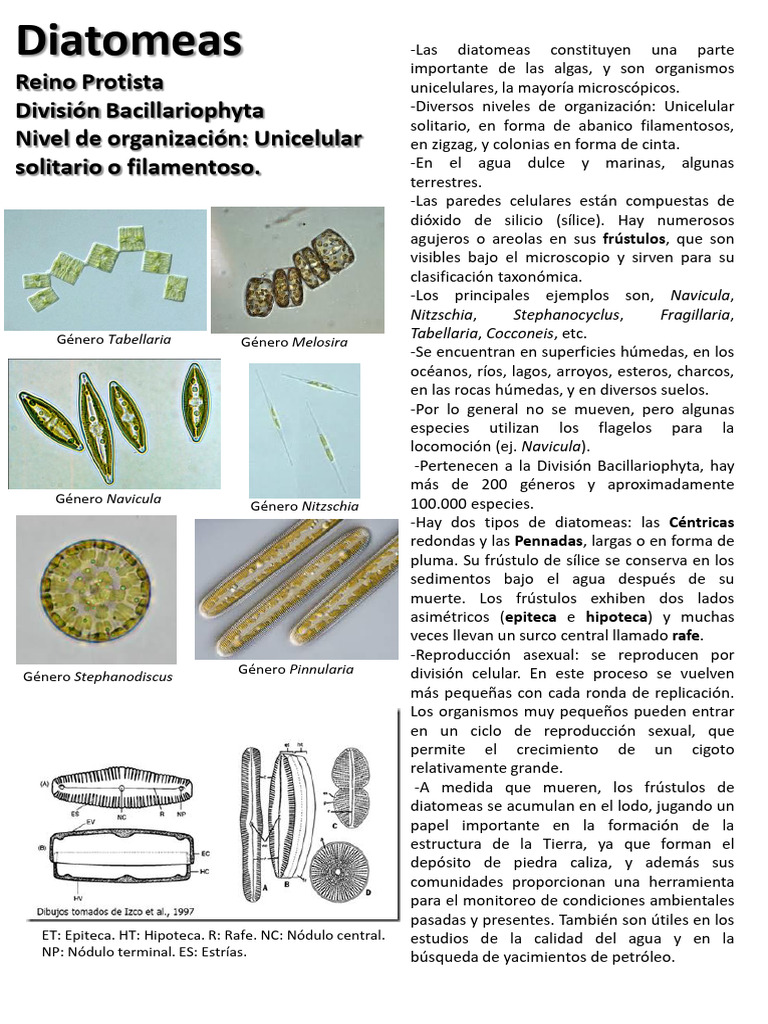 Diatomeas: Características y Clasificación | PDF | Naturaleza | Organismos