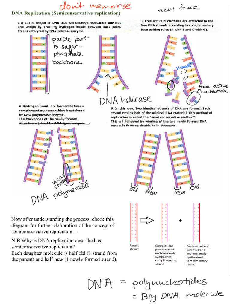 DNA Replication, Protein Synthesis, Genetic Code | PDF
