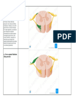 Medula Espinal - Neuroanatomofisiologia-5