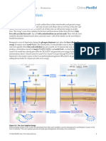 Metabolism - Ketone Metabolism